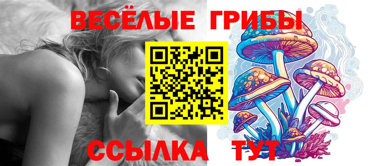 Псилоцибиновые грибы Psilocybe Ачхой-Мартан